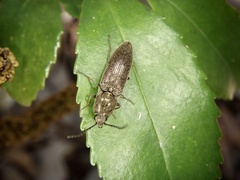 Melanotus legatus