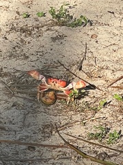 Gecarcinus lateralis