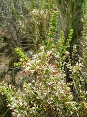 Erica imbricata