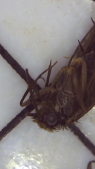 Dolophilodes distinctus