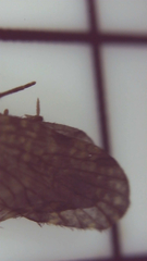 Dolophilodes distinctus