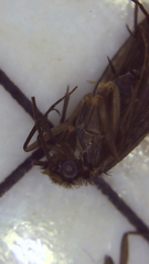 Dolophilodes distinctus