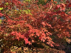 Acer leucoderme