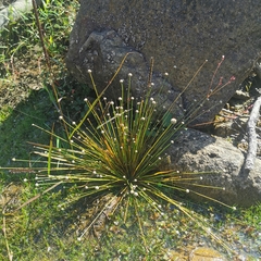 Eriocaulon buergerianum