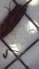 Dolophilodes distinctus