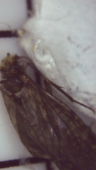 Dolophilodes distinctus