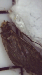 Dolophilodes distinctus