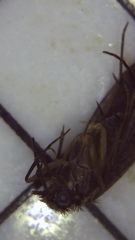 Dolophilodes distinctus