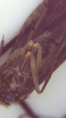 Dolophilodes distinctus