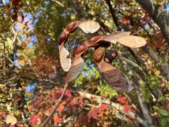 Acer leucoderme
