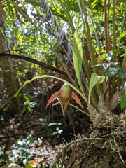 Catasetum maculatum image