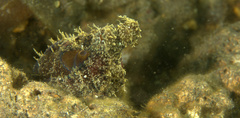 Abdopus aculeatus