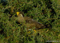 Vanellus malabaricus