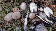 Coprinopsis acuminata
