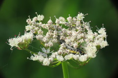 Depressaria daucella