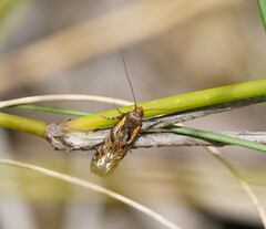 Euthictis marmaraspis