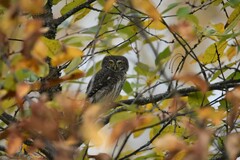 Glaucidium passerinum