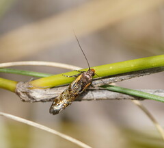 Euthictis marmaraspis