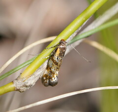 Euthictis marmaraspis