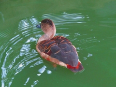 Dendrocygna javanica