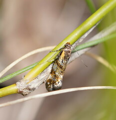 Euthictis marmaraspis