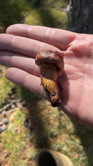 Chroogomphus rutilus