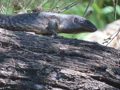 Egernia kingii