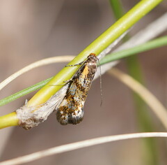 Euthictis marmaraspis