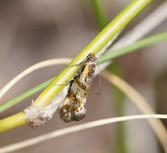 Euthictis marmaraspis