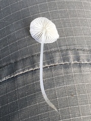 Porotheleaceae