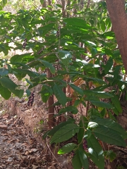 Phytolacca americana