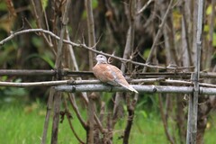 Streptopelia tranquebarica