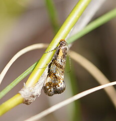 Euthictis marmaraspis