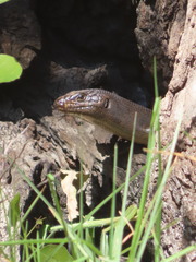 Egernia kingii