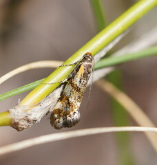 Euthictis marmaraspis