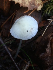 Porotheleaceae
