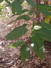 Phytolacca americana