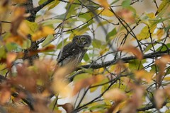 Glaucidium passerinum