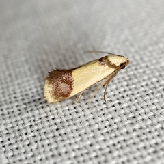 Crepidosceles timalphes