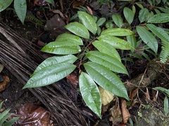 Chrysophyllum