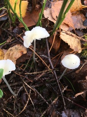 Porotheleaceae