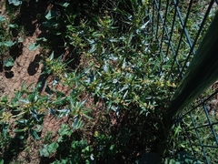 Xanthium spinosum