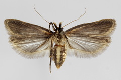 Nothris verbascella