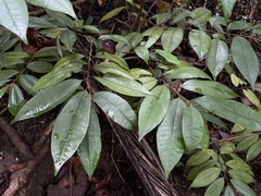 Chrysophyllum