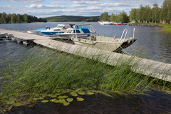 Schoenoplectus lacustris