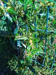 Xanthium spinosum