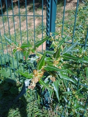 Xanthium spinosum