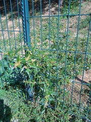 Xanthium spinosum