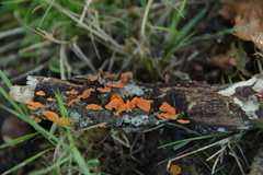 Favolaschia calocera