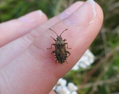 Stictopleurus punctatonervosus